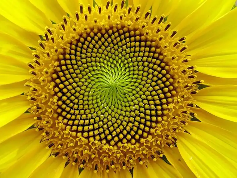La fleur de tournesol est une belle illustration du vortex dans la nature